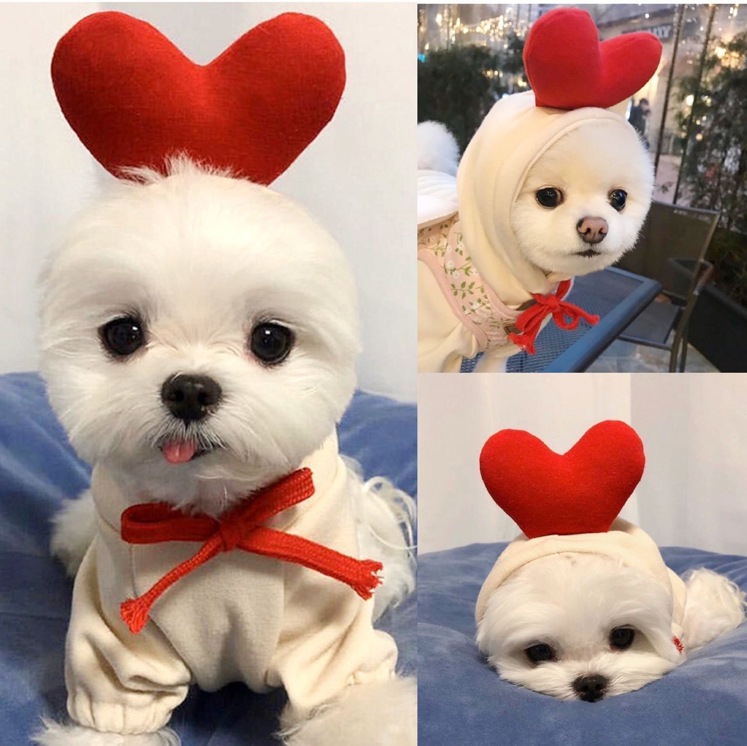 Furryhabit™ Fruit Fleece Hoodie for Small Dogs & Cats - Image 2