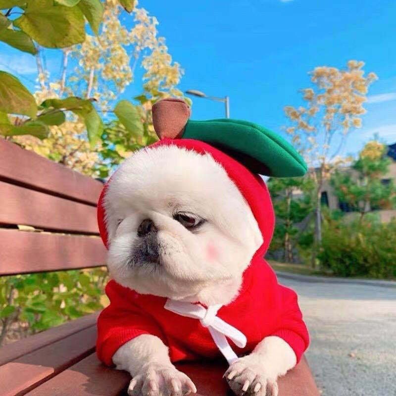 Furryhabit™ Fruit Fleece Hoodie for Small Dogs & Cats - Image 8